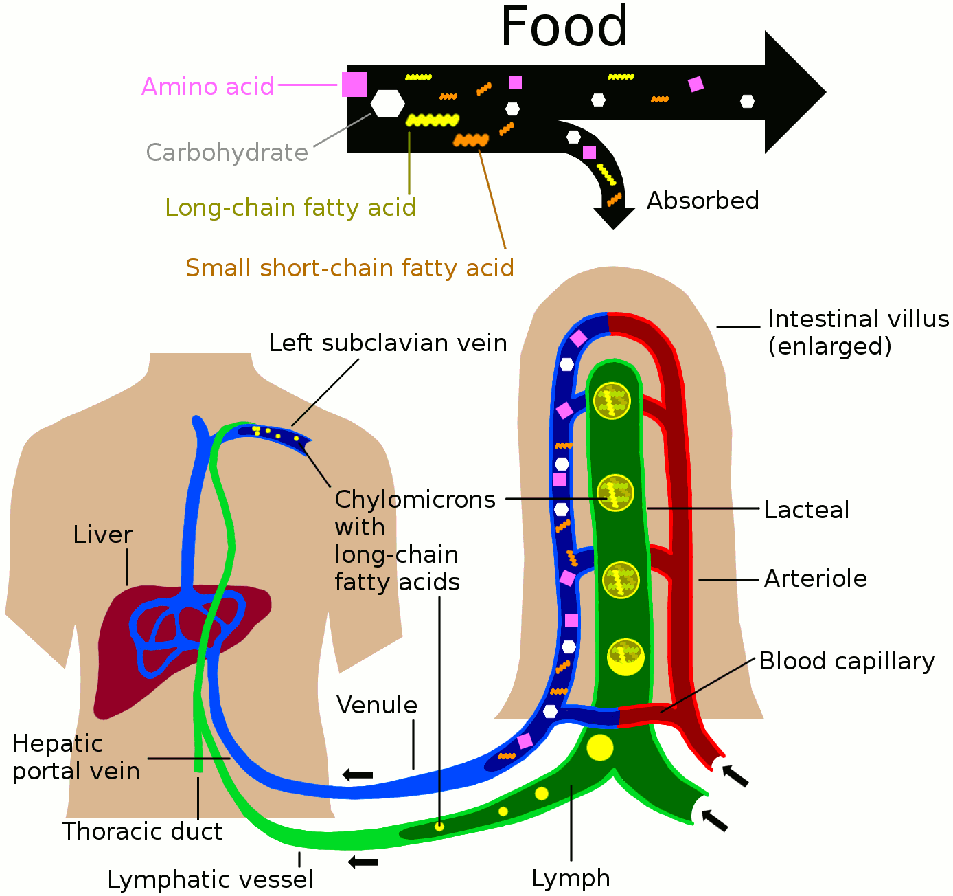 Fat Lymphatic Health Part 1